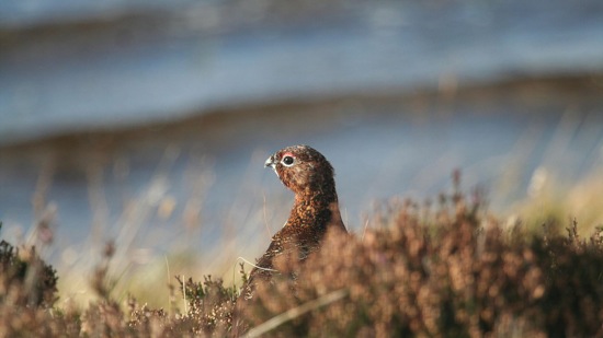 Header image for The Glorious Twelfth: London's Top Grouse Restaurants